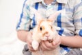 Cute little orange and white color bunny with big ears. rabbit in boy hands. close up - animals and pets concept. Royalty Free Stock Photo