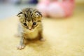Cute little orphan kitten