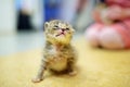 Cute little orphan kitten