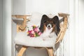 Cute little papillon dog with a mixed flowers bouquet. Toy continental spaniel dog is lying on a wooden chair Royalty Free Stock Photo