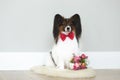 Cute little papillon dog with a mixed flowers bouquet. Toy continental spaniel dog is sitting Royalty Free Stock Photo