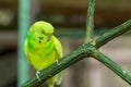 Cute little parrot budgerigar Melopsittacus undulatus lemon sleeping on a branch close-up portrait of a bright bird Royalty Free Stock Photo