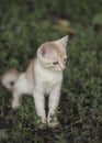 Cute little peach striped kitten sitting in green grass Royalty Free Stock Photo
