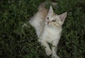 Cute little peach striped kitten sitting in green grass Royalty Free Stock Photo