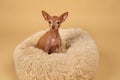 Cute little pedigreed dog relaxing on bed Royalty Free Stock Photo