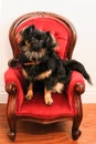 Cute little Pekingese Chihuahua dog on fancy miniature chair Royalty Free Stock Photo