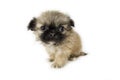 Cute little pekingese puppy Royalty Free Stock Photo