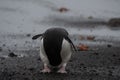 Cute little penguin scratching itself in Antarctica surrounded by snow and mist on a gloomy day