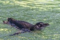 Cute little penguin swims at Penguin Island, Rockingham, Western Australia Royalty Free Stock Photo