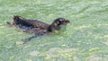 Cute little penguin swims at Penguin Island, Rockingham, Western Australia