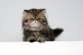 Cute little persian kitten Royalty Free Stock Photo