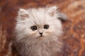 Cute little Persian kitten close up Royalty Free Stock Photo