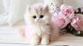 Cute little persian kitten Royalty Free Stock Photo