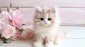 Cute little persian kitten Royalty Free Stock Photo