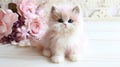 Cute little persian kitten Royalty Free Stock Photo