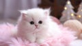 Cute little persian kitten Royalty Free Stock Photo