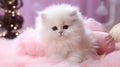 Cute little persian kitten Royalty Free Stock Photo