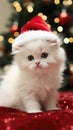 Cute little persian kitten in Santa hat on christmas background. Generative AI. Royalty Free Stock Photo