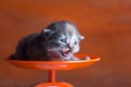 Cute little persian kitten sitting on weight scale