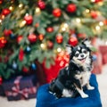 Cute little pet chihuahua sitting on padded stool on christmas t
