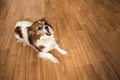 Cute little pet dog barking indoor on brown background