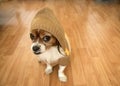 Cute little pet dog with brown sweater coat looking at the camera