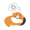Cute little pet guinea pig sleeping and dreaming about cookie cartoon vector illustration Royalty Free Stock Photo
