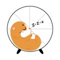 Cute little pet guinea pig sleeping in wheel, side view cartoon vector illustration Royalty Free Stock Photo