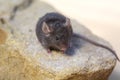 Cute little pet mouse close up Royalty Free Stock Photo