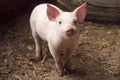 Cute little pig in pigpen Royalty Free Stock Photo