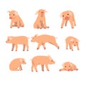 Cute little pig set, funny piggy in different actions set of cartoon vector Illustrations isolated on a white background