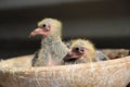 Cute little pigeon just born Royalty Free Stock Photo