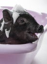 A cute little piggy having bath