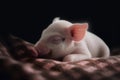 Cute little piglet sleeping on a plaid. Black background.