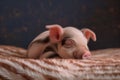 Cute little piglet sleeping on a soft blanket. Dark background.