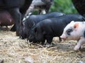 Cute little pigs in the farm. Portrait of a pig Royalty Free Stock Photo