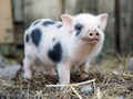 Cute little pigs in the farm. Portrait of a pig Royalty Free Stock Photo