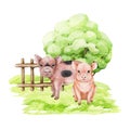 Cute little pigs on the green grass. Countryside scene. Watercolor illustration. Hand drawn small piglets siting on the