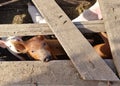 Cute little pigs in a paddock on a farm. Caring for livestock on the farm. Green life. Beautiful horizontal photo