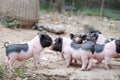 Cute little pigs