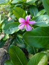 cute little pink flower in the middle of green leaves as background