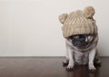 Cute little pitiful sad pug puppy dog, sitting down on wooden floor Royalty Free Stock Photo