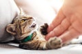 Cute little playful fluffy little tabby cat enjoy lying and playing with owner arm on cozy soft armchair indoors in warm Royalty Free Stock Photo