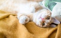 Cute little playful ginger kitten laying in blanket