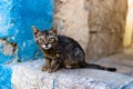 Cute little cat in the streets of Tzefat.