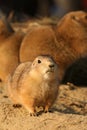 Cute little prairie dog