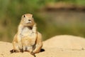 Cute little prairie dogs sitting and looking at yo