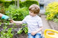 Cute little preschool kid boy and mother planting green salad in spring Royalty Free Stock Photo