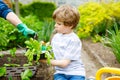 Cute little preschool kid boy and mother planting green salad in spring Royalty Free Stock Photo