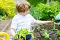 Cute little preschool kid boy and mother planting green salad in spring. Close-up of hand of adult and child having fun Royalty Free Stock Photo